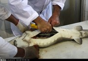 Die Kaviarproduktion im Iran wird sich bis 2025 verdoppeln