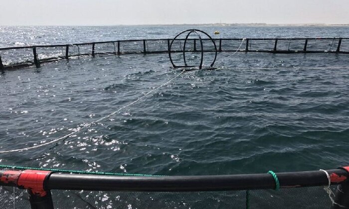 محصولات شیلاتی مازندران به آلمان و انگلیس صادر میشود