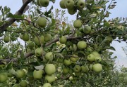 سرپرست بخشداری مرکزی دماوند از صادرات سیب این شهرستان به روسیه خبر داد