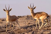 عملیات احیا و حفاظت از جَبیر (آهو) در پارک ملی نایبند ادامه دارد