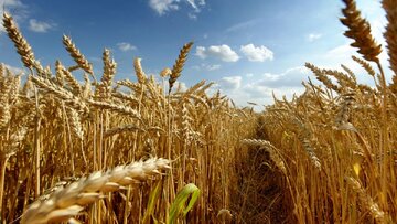Iran : Réduction de 40 % des importations de blé