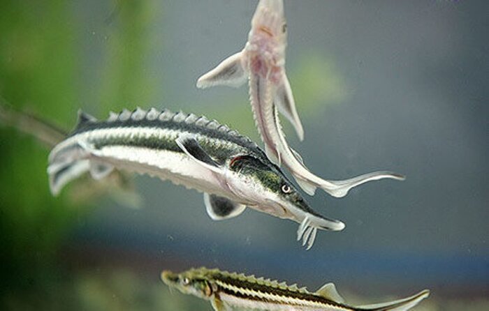 مروارید سیاه خزر در مسیر فرآوری/ خاویار سوگلی صادرات مازندران