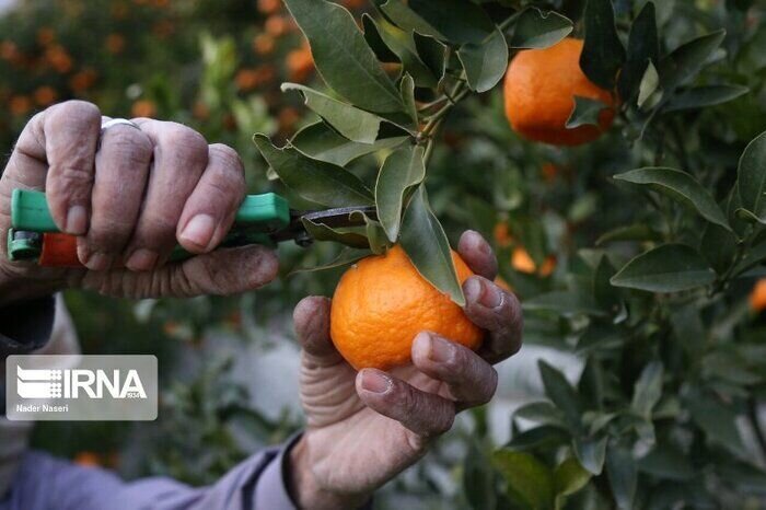 نارنگی زودرس وارد بازار مازندران شد/ نارنگی را  زرد نخرید و نخورید