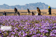 گیاهان دارویی در مازندران براساس اطلس پهنه بندی کشت می‌شود 