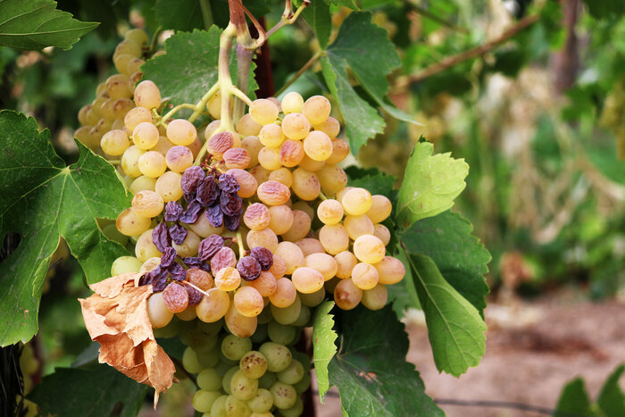 فصل رقص انگور + فیلم