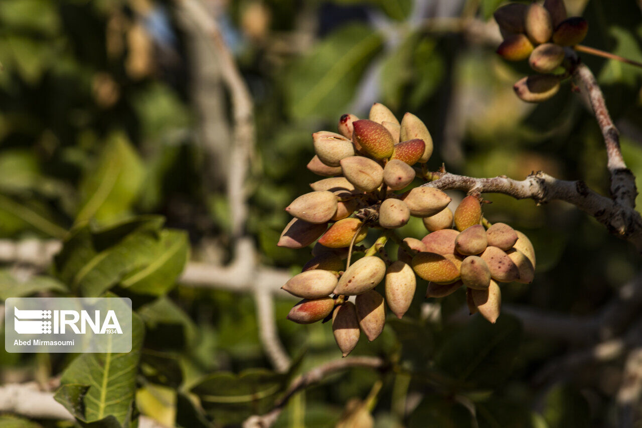 طرح استفاده از پوست پسته برای خوراک دام در قم اجرایی شد