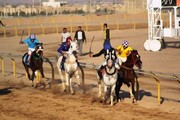 مسابقات اسبدوانی کورس پاییزه کشور در یزد آغاز شد