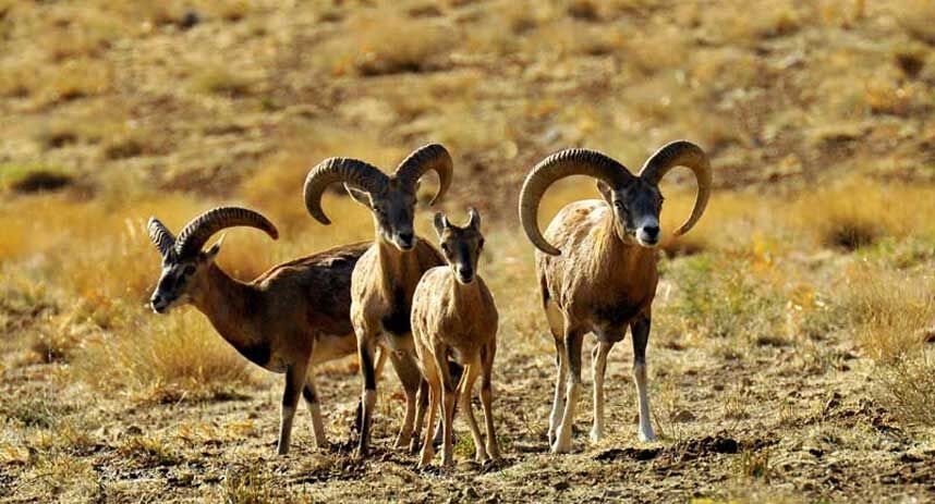 جمعیت حیات وحش منطقه پلنگ دره قم ۵۰ درصد رشد یافت - ایرنا