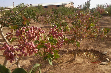 هزار و ۵۰۰ میلیاردتومان برای جبران خسارت پسته‌کاران کرمان در بانک‌ها تامین مالی شد