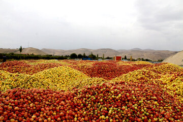 ۳۳۰ هزار تن سیب صنعتی در آذربایجان‌غربی فرآوری شد