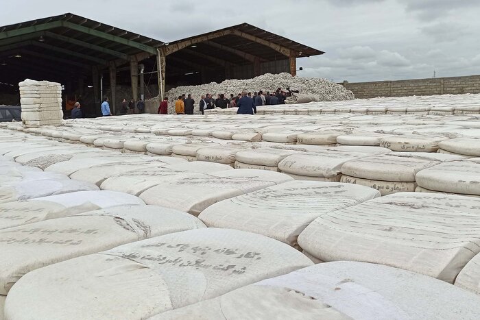 قیمت توافقی خرید پنبه مغان ۳۰۰ هزار ریال اعلام شد