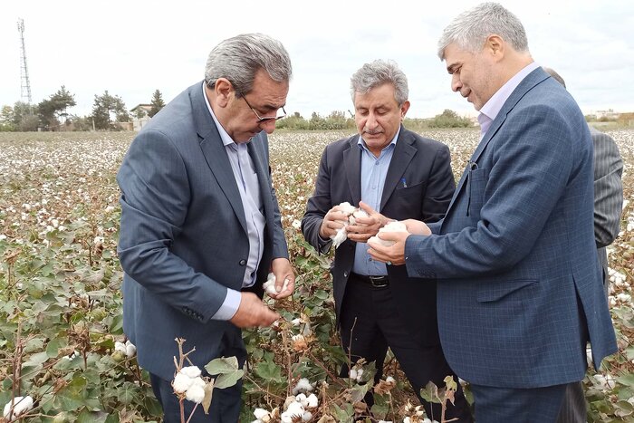 افت ۵۰ درصدی قیمت وش پنبه در مغان/ ورود دولت برای حل مشکل کشاورزان