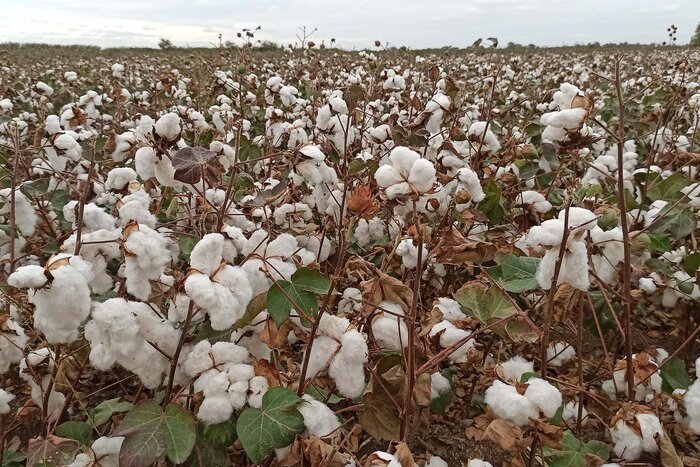 قیمت توافقی خرید پنبه مغان ۳۰۰ هزار ریال اعلام شد