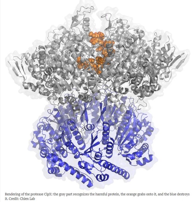یافتههای جدید نحوه برخورد سلولها با استرس را روشن ساخت