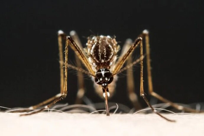 دانشمندان راز جذابیت برخی افراد برای پشه‌ها را کشف کردند