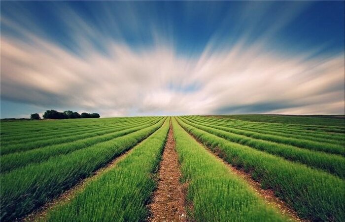 اصلاح الگوی کشت، ناجی زمینِ بحرانزده از کمآبی