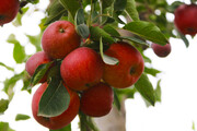 بیش از ۴۸ هزار تن سیب سالانه در بروجرد تولید می‌شود