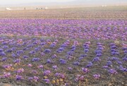 خشکسالی برداشت زعفران در خراسان جنوبی را کاهش داد