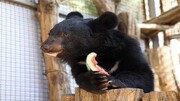 خرس سیاه بلوچی گونه‌ای در معرض تهدید انقراض/لالین از تهران می‌رود