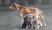 گروههای حامی حیوانات مانع جمع آوری سگهای ولگرد در تربت حیدریه هستند