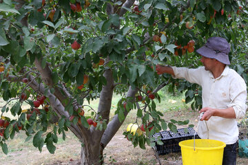برداشت سیب از باغ‌های استان اردبیل آغاز شد