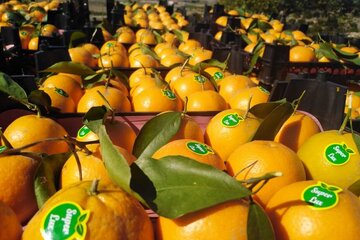روزانه ۱۵۰تن نارنگی مازندران به کشورهای منطقه صادر می‌شود