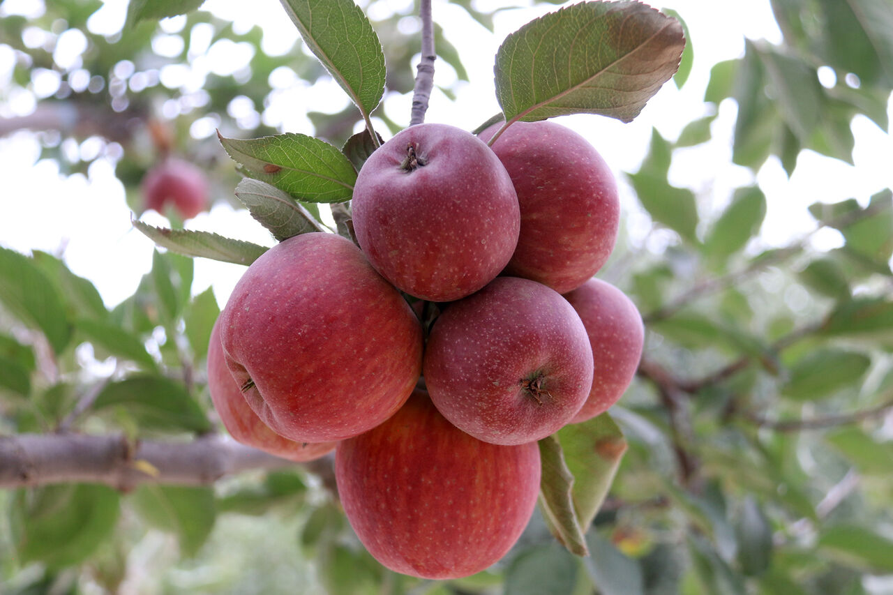 ۹۷ هزار تُن سیب در سردخانه‌های اشنویه باقی مانده است