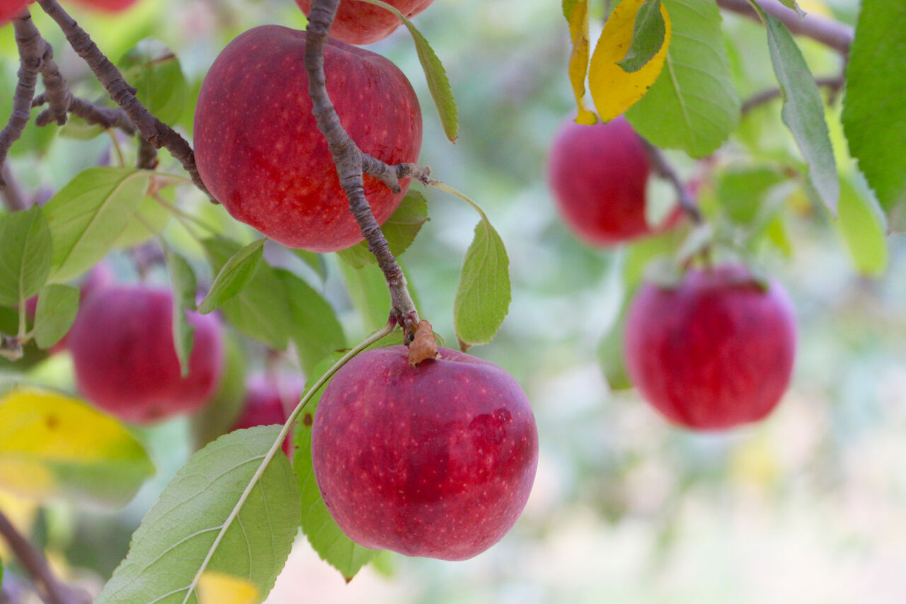 مشکل صادرات سیب آذربایجان‌غربی به روسیه و قزاقستان حل شد