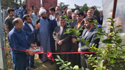 ۷۲ واحد گلخانه لیموترش در روستای خرماکلا قائمشهر افتتاح شد