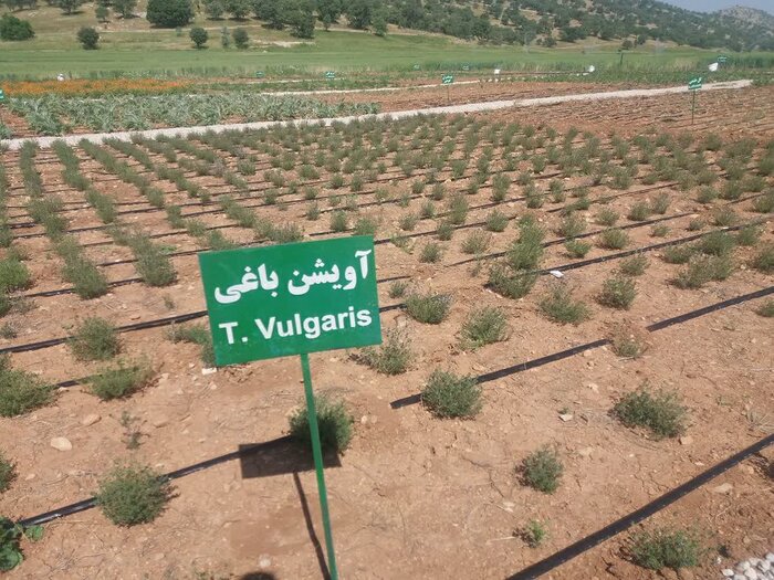 داروخانهای به وسعت یک استان