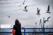 Seagull in Iranian port city of Bandar Anzali