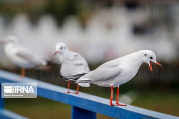 Seagull in Iranian port city of Bandar Anzali