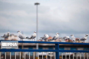 Seagull in Iranian port city of Bandar Anzali