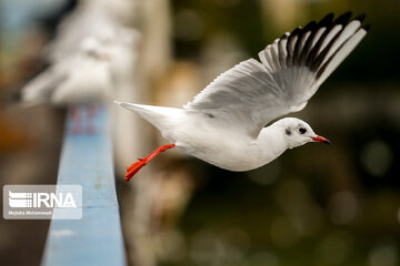 Seagull in Iranian port city of Bandar Anzali