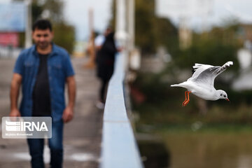 Seagull in Iranian port city of Bandar Anzali