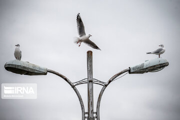 Seagull in Iranian port city of Bandar Anzali