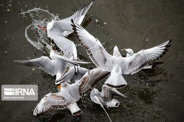 Seagull in Iranian port city of Bandar Anzali