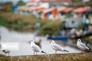 Seagull in Iranian port city of Bandar Anzali