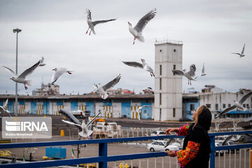 Seagull in Iranian port city of Bandar Anzali