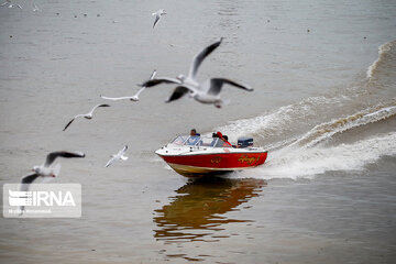 Seagull in Iranian port city of Bandar Anzali