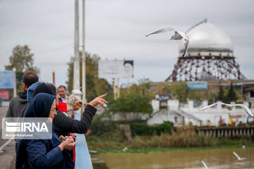 Seagull in Iranian port city of Bandar Anzali