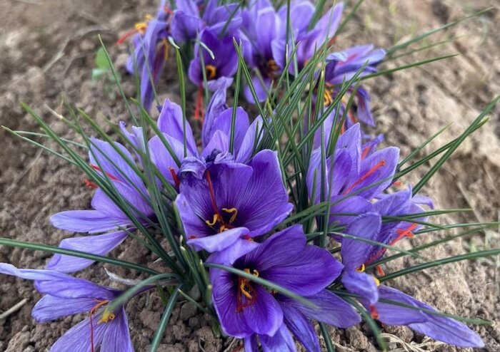 زعفران، طلای سرخ تاجیکستان برای نخستین بار وارد بازار جهانی شد