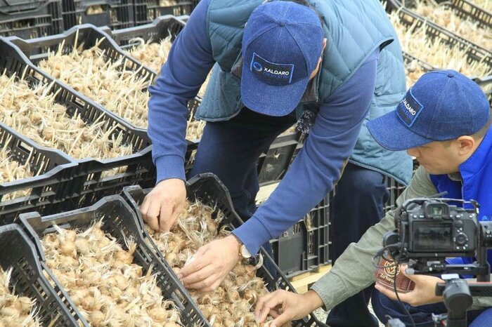 زعفران، طلای سرخ تاجیکستان برای نخستین بار وارد بازار جهانی شد