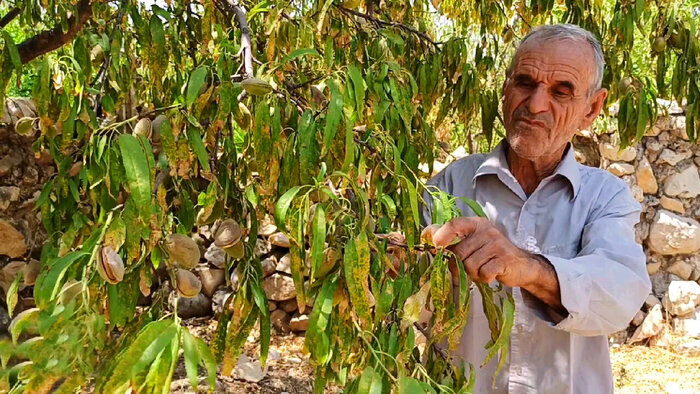 برداشت بادام در مهریز ۸۰ درصد کاهش یافت