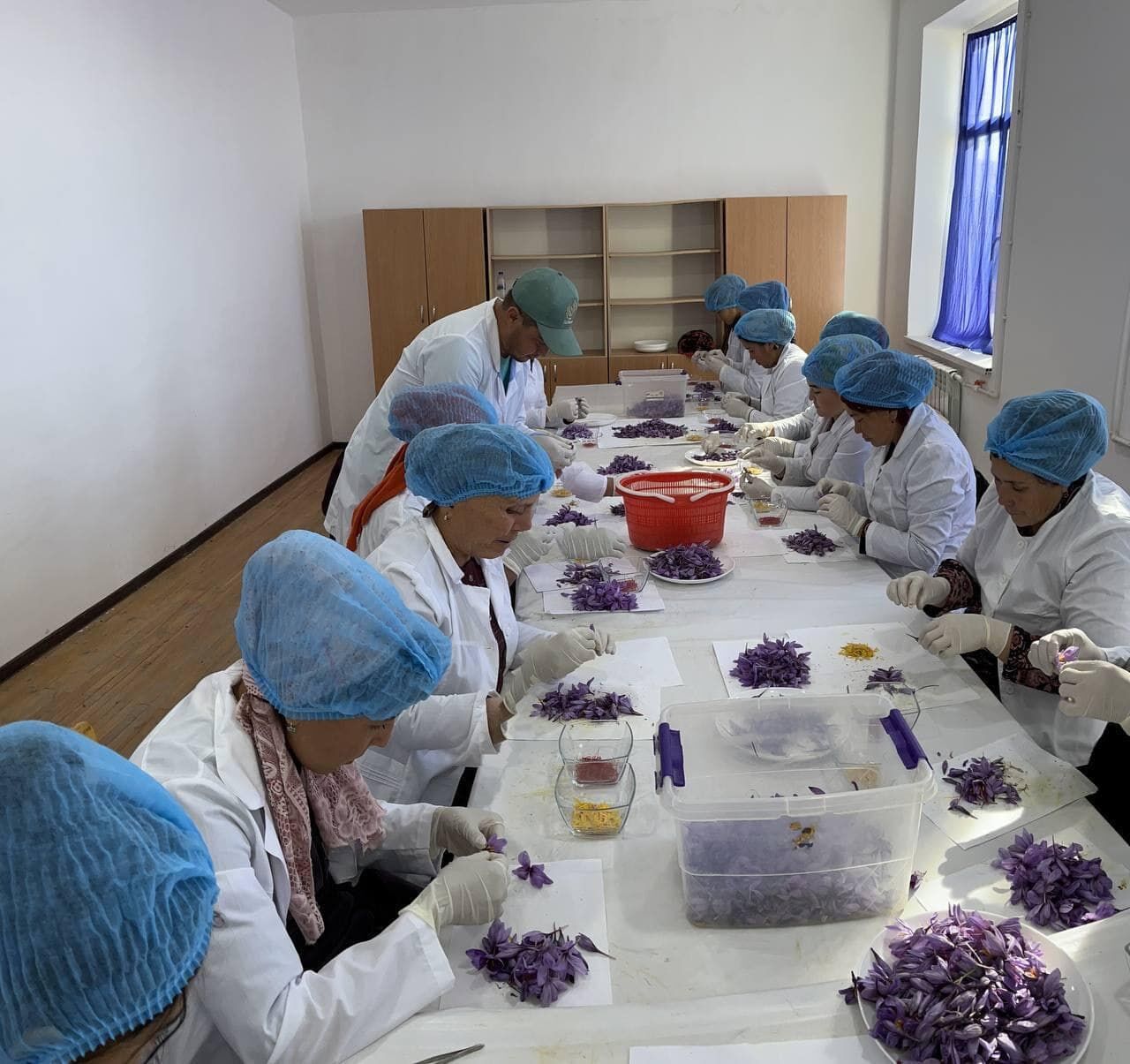 زعفران، طلای سرخ تاجیکستان برای نخستین بار وارد بازار جهانی شد