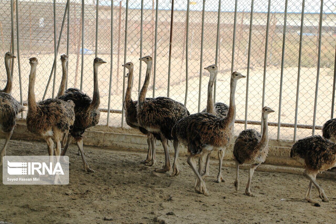 بزرگترین طرح پرورش شترمرغ سیستان وبلوچستان آماده افتتاح است