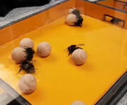 زنبورهای عسل هم توپ‌بازی می‌کنند + فیلم