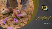 فیلم| امید زعفران‌کاران روستای وامنان گلستان به حمایت بیشتر دولت 
