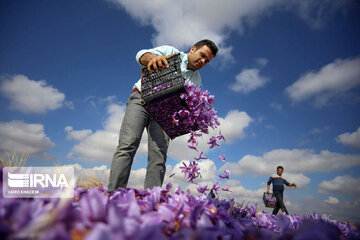 گردشگران خارجی مهمان تربت حیدریه در فصل برداشت زعفران