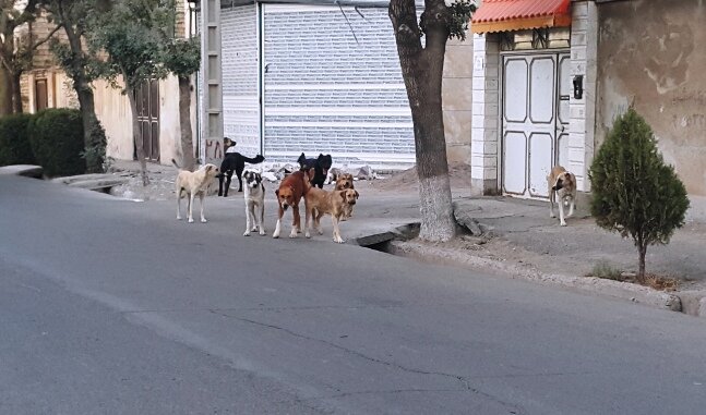 سگهای ولگرد؛ تهدیدی برای بهداشت و سلامت شهروندان تربت حیدریه